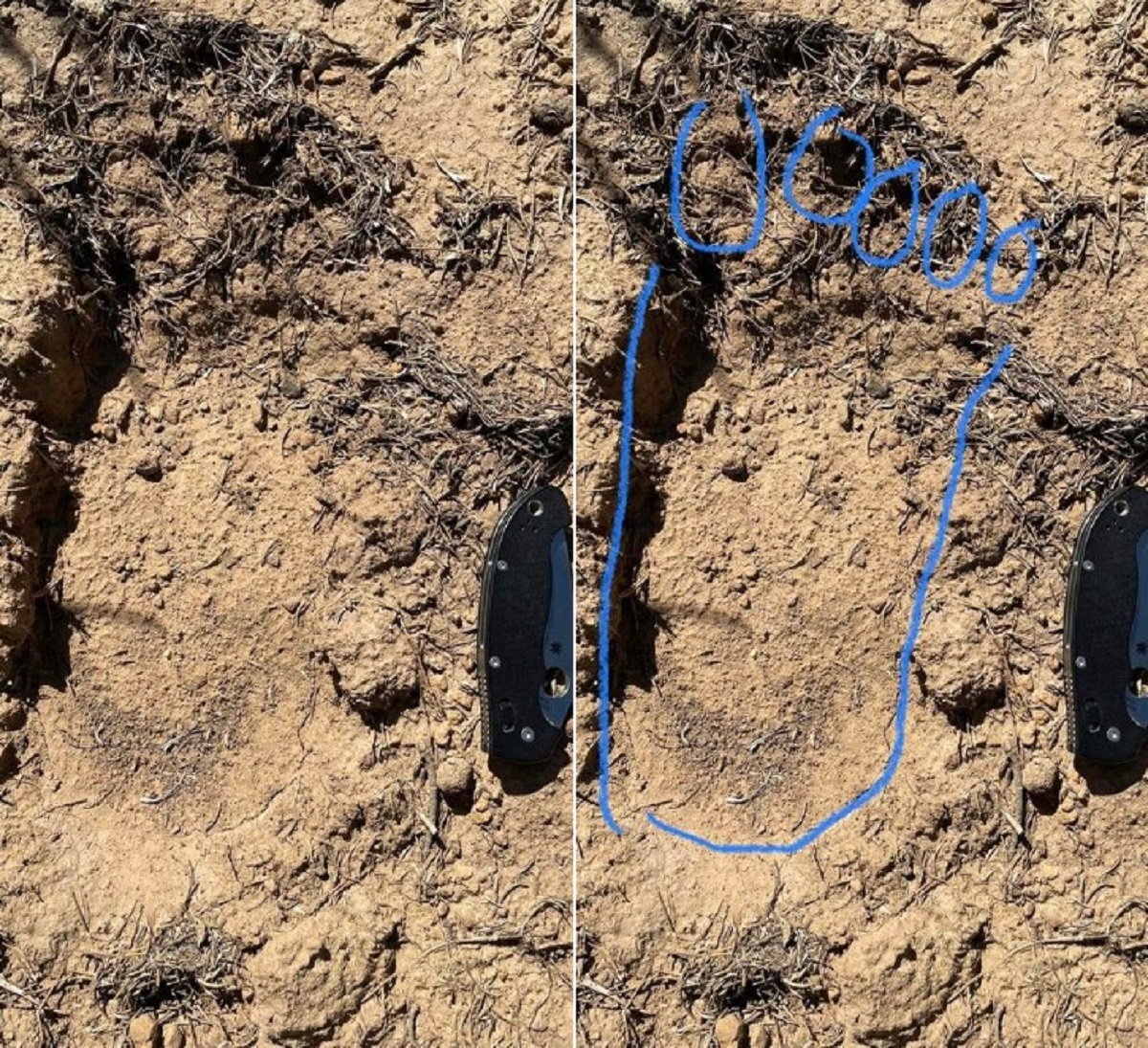 Bigfoot-new-mexico