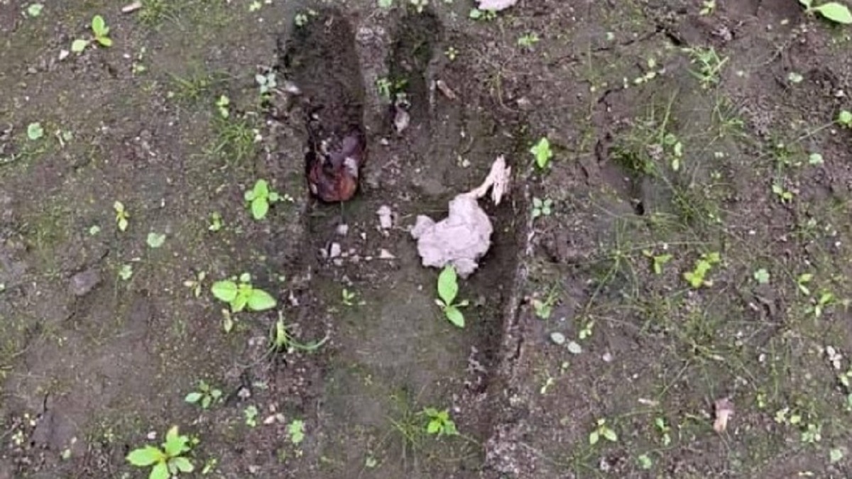 Bigfoot-with-four-toes