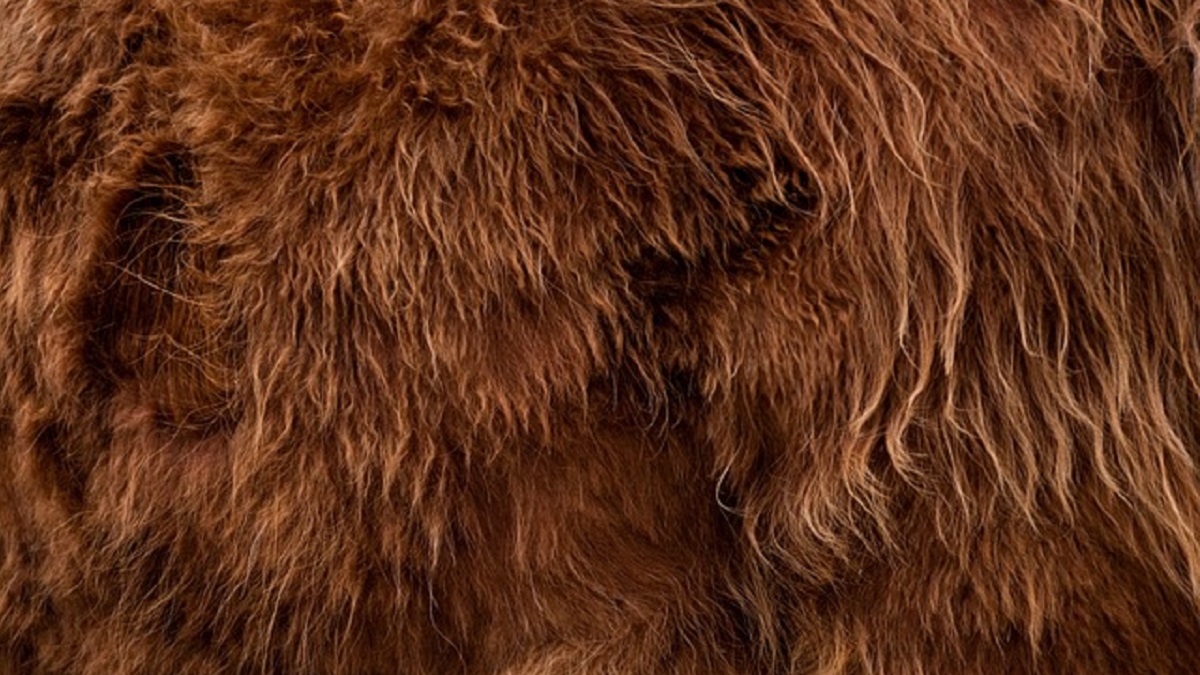 Bigfoot-fur