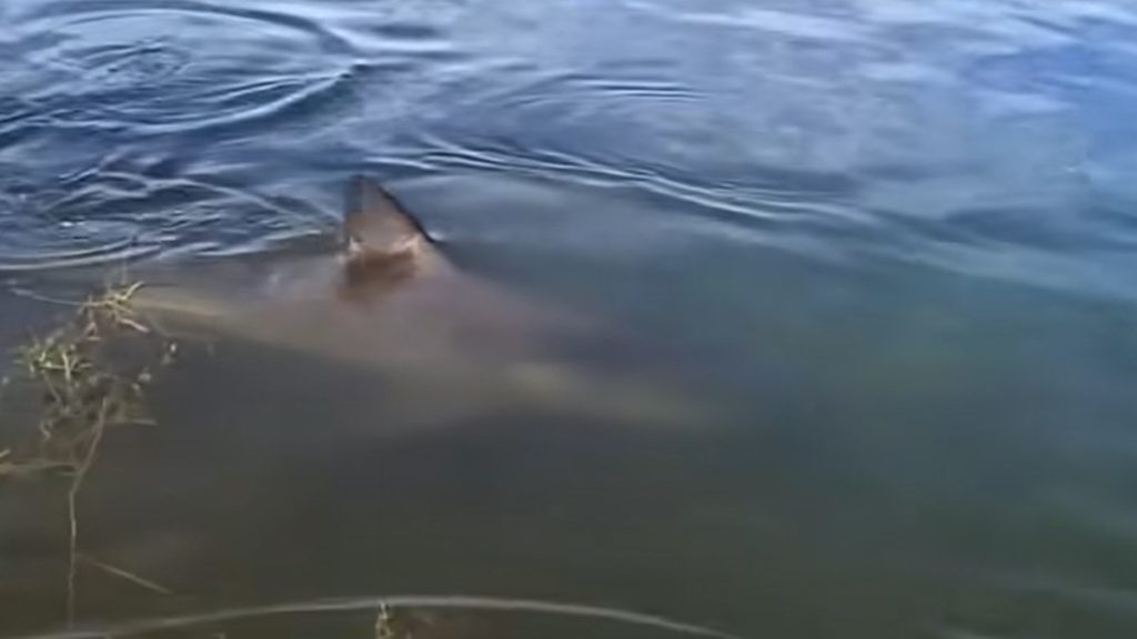 Carbrook Golf Course lake shark