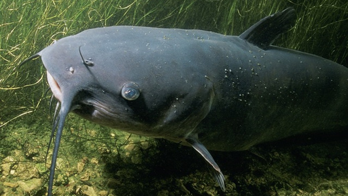 Nessie-catfish
