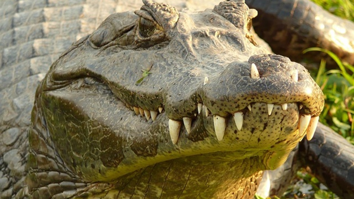 sewer-alligator-mexico